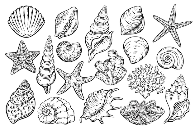 Vector iconos grabados de conchas marinas