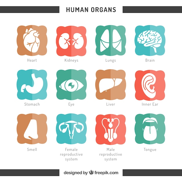 Iconos de órganos humanos