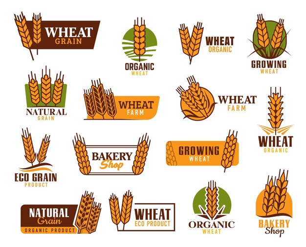 Iconos de vector de cereales con orejas de avena de arroz de trigo