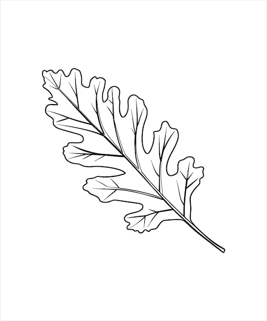 Iconos vectoriales de hojas de roble siluetas estilo