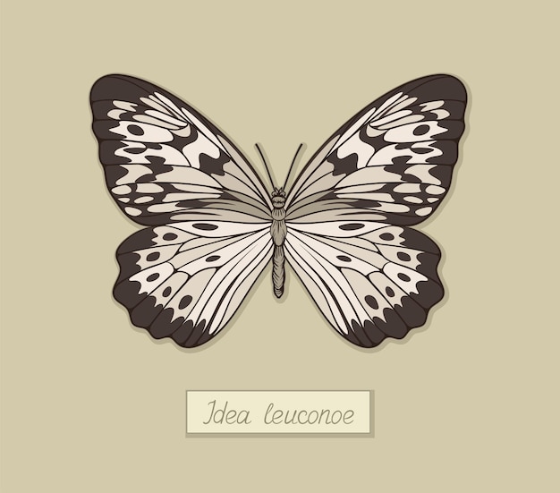 Vector idea de mariposa concepto leuconoe insecto colorido y brillante con alas animal blanco y negro manchado elemento gráfico para sitio web ilustración de vector plano de dibujos animados aislado sobre fondo beige