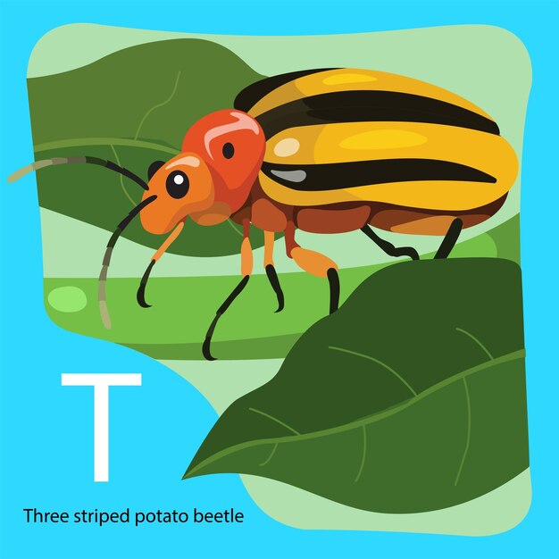 Illustrator of T is Three striped potato beetle