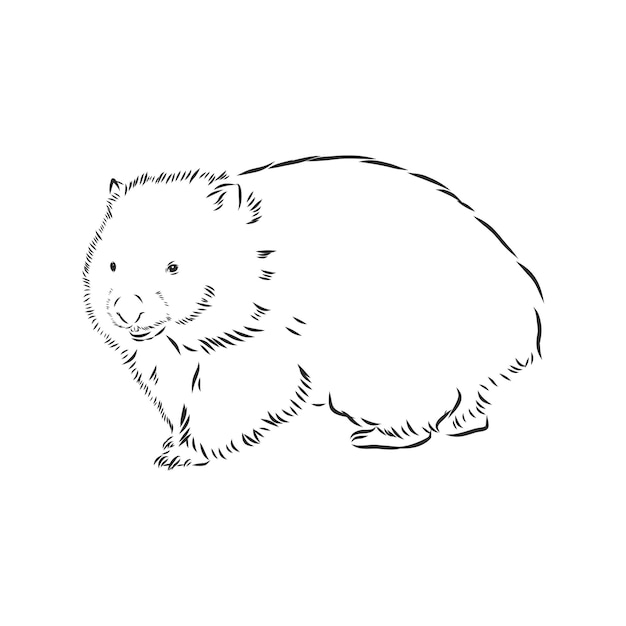 Illustratuin con dibujo de wombat aislado sobre fondo blanco, wombat, ilustración de dibujo vectorial