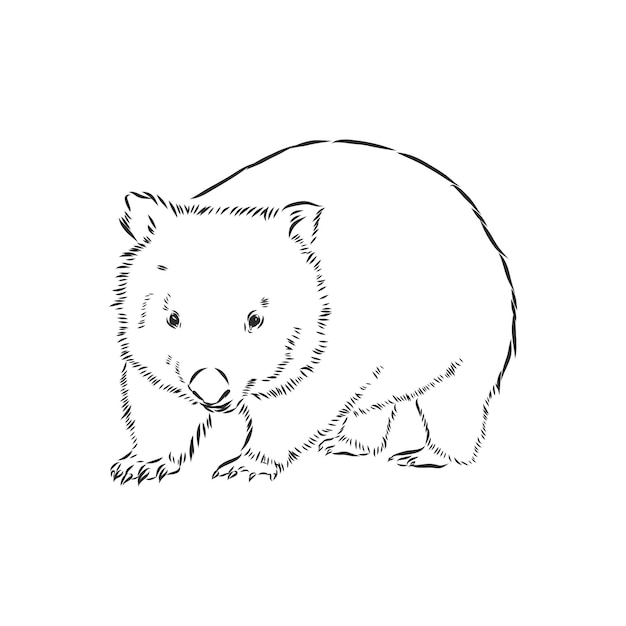 Illustratuin con dibujo de wombat aislado sobre fondo blanco, wombat, ilustración de dibujo vectorial