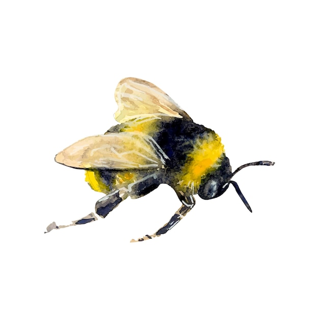 Ilustración en acuarela de una abeja dibujada a mano sobre un fondo blanco.