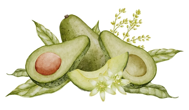 Ilustración en acuarela de aguacate dibujo botánico de frutas con flores verduras con hojas pintura composición de clip art dibujada a mano en fondo aislado comida vegana para recetas y libros de cocina