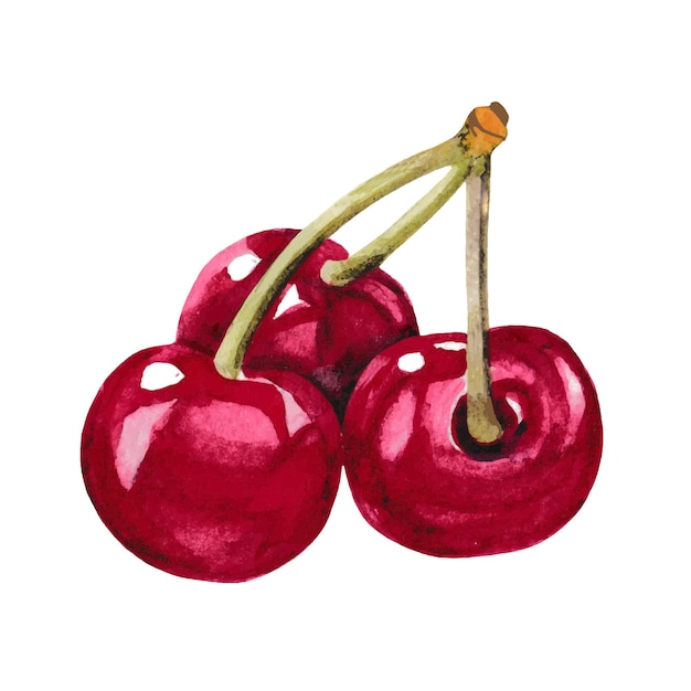 Ilustración acuarela aislada de cerezas sobre un fondo blanco Las ilustraciones coloridas y jugosas están hechas a mano Este trabajo se puede utilizar para varios tipos de diseño Vectorx9