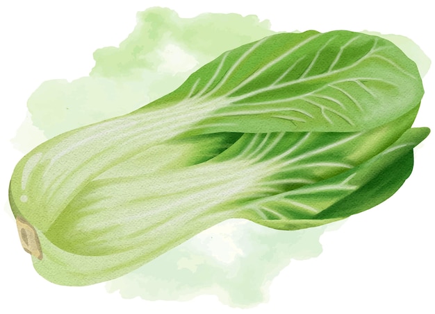 Ilustración de acuarela aislada por vectores de repollo chino con salpicaduras de pintura