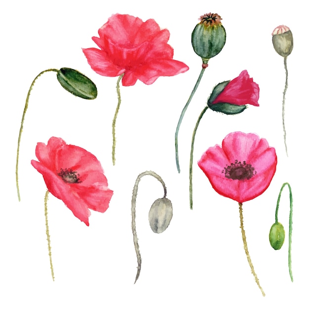 Una ilustración acuarela de amapolas rojas.