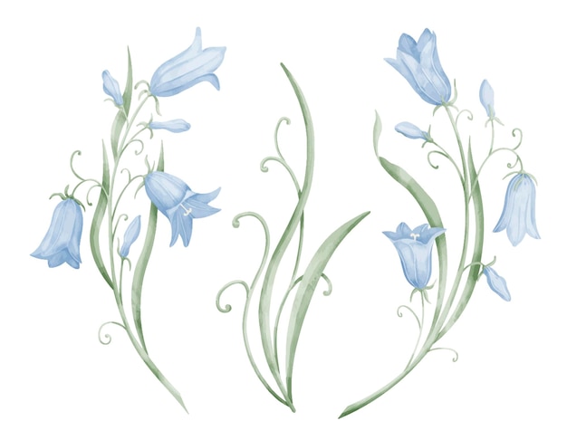 Ilustración de acuarela de Bell Flower Dibujo botánico dibujado a mano de Campanula azul en aislado