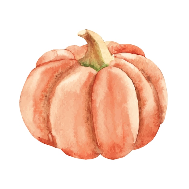 Vector ilustración de acuarela botánica dibujada a mano de calabaza aislada sobre un fondo blanco de estilo vintage