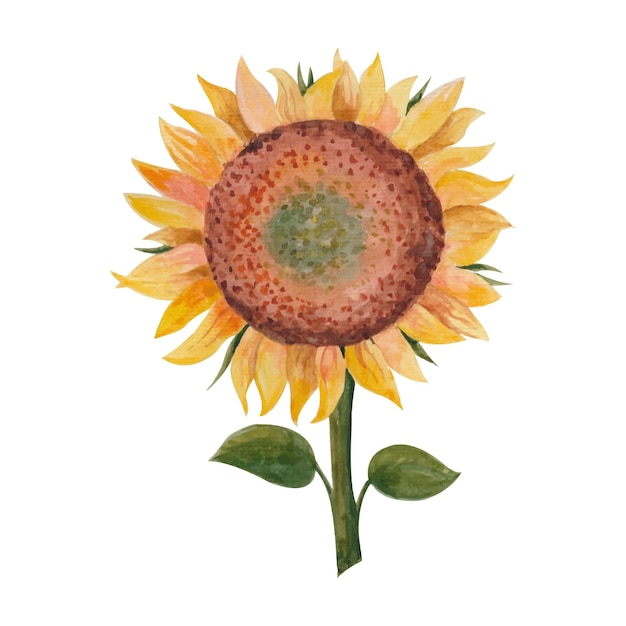 Vector ilustración acuarela brillante con un girasol