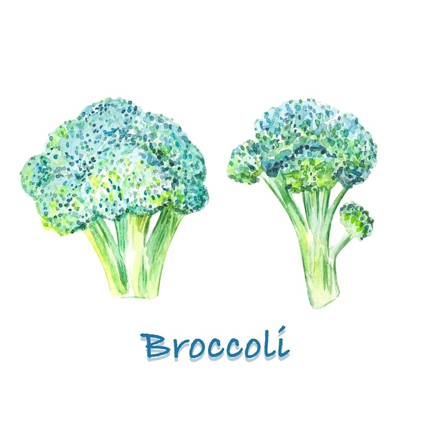 Ilustración acuarela de brócoli aislado