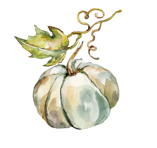 Ilustración acuarela de una calabaza Cucurbita de cosecha de otoño
