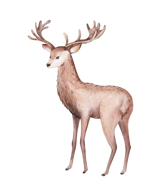 Ilustración de acuarela de ciervo Diseño dibujado a mano animal del bosque