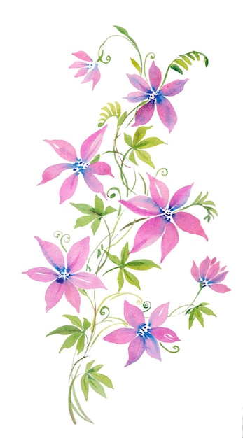 Ilustración acuarela clematis rizado planta rosa flores rama y hojas