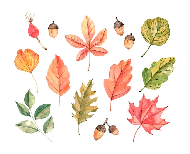 Ilustración acuarela dibujada a mano. conjunto de hojas de otoño.