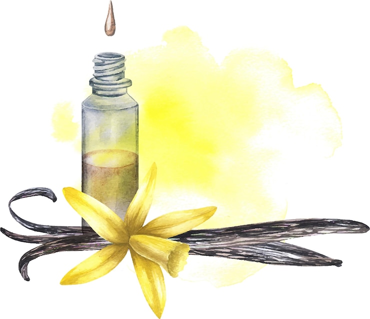 Vector ilustración de acuarela dibujada a mano de la flor y los palos de la botella vintage de aceite esencial de vainilla vectorial
