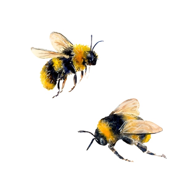 Ilustración en acuarela de dos abejas dibujadas a mano sobre un fondo blanco