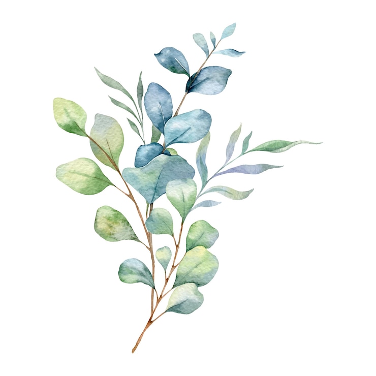 Vector ilustración de acuarela de eucalipto pintada a mano con el verde del eucaliptus
