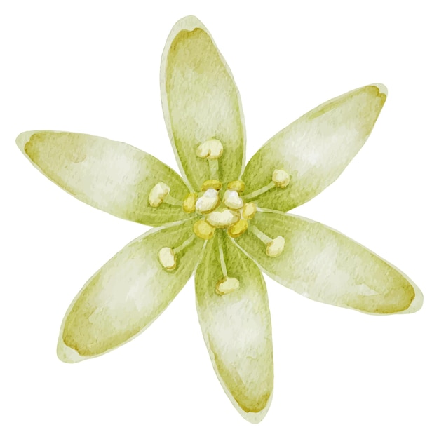 Vector ilustración de acuarela de flor de aguacate clip art dibujado a mano en un fondo aislado pintura botánica de una planta con pétalos blancos dibujo de impresión de naturaleza vintage boceto de frutas tropicales en flor