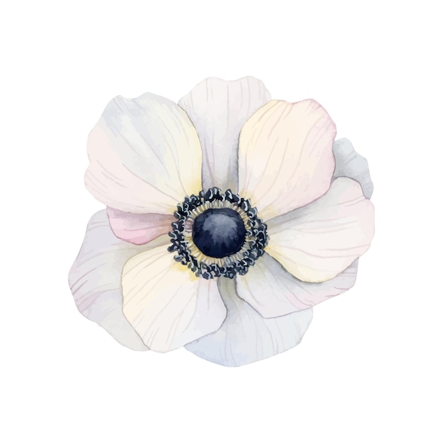 Ilustración de acuarela de flor de anémona blanca Flor de amapola ligera y aireada para diseños de día de las madres de la boda