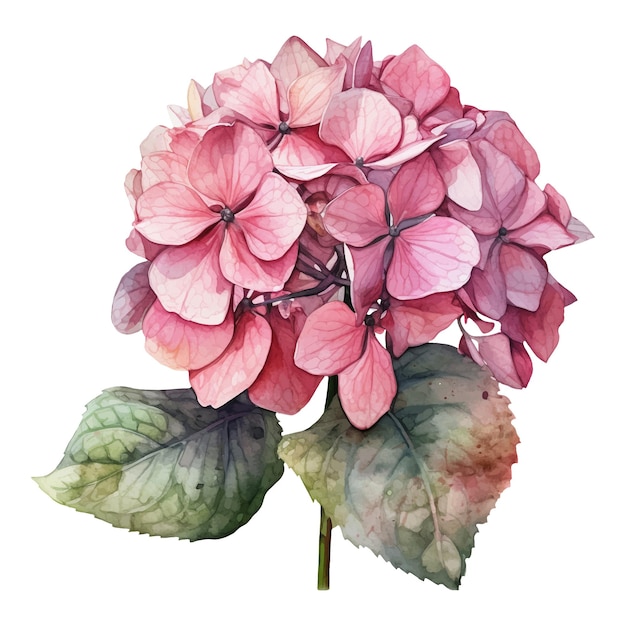 Vector ilustración en acuarela de una flor de hortensia rosada ilustración ai