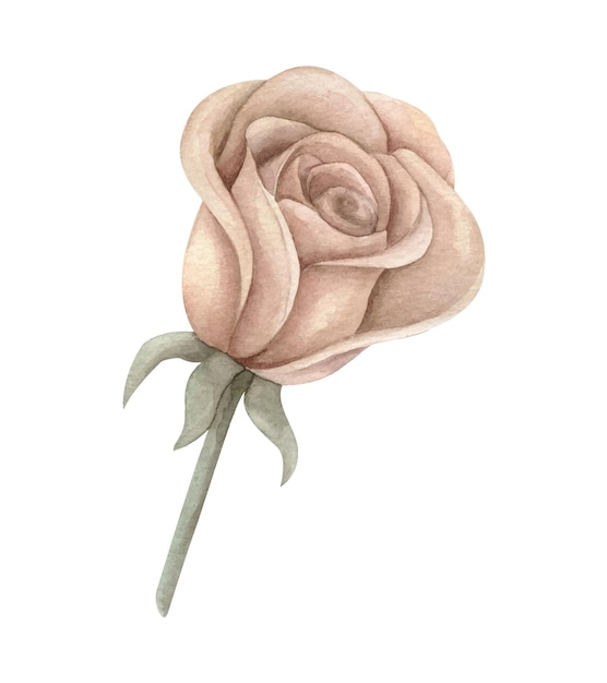 Ilustración acuarela de una flor de rosa seca Un delicado capullo de rosa Boho clipart