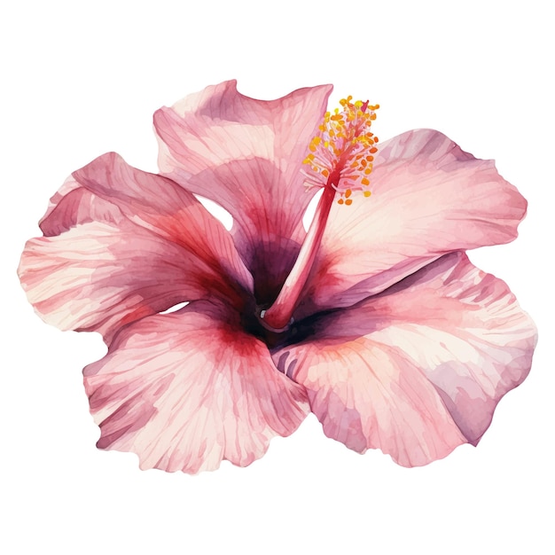 Vector ilustración en acuarela de una flor tropical rosada ilustración de hibisco ai