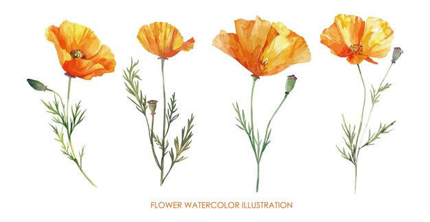 Ilustración en acuarela de flores amarillas