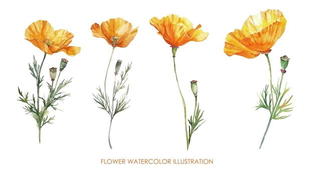Ilustración en acuarela de flores amarillas
