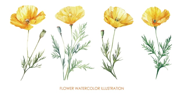 Ilustración en acuarela de flores amarillas