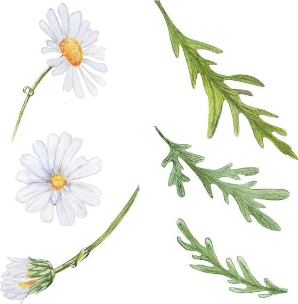 Vector ilustración de acuarela. flores y hojas de manzanilla estilizadas