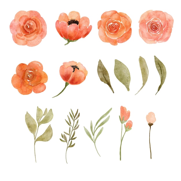 Ilustración acuarela de flores sueltas de melocotón