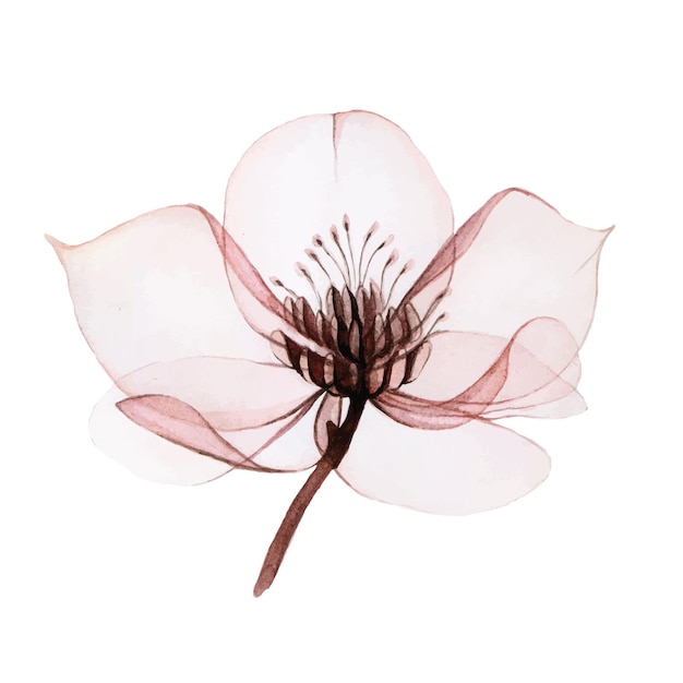 ilustración acuarela de flores transparentes. Flor Helleborus transparente aislado en blanco