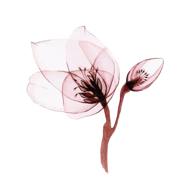 ilustración acuarela de flores transparentes. Flor Helleborus transparente aislado en blanco