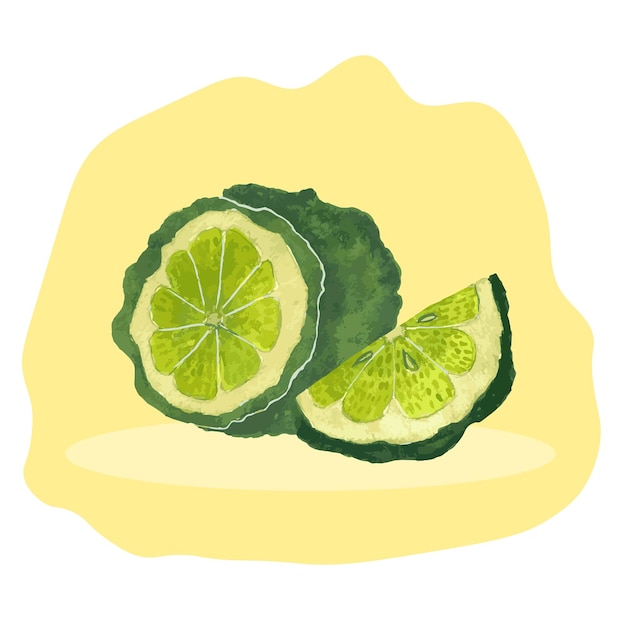 Ilustración acuarela de fruta de bergamota Bergamota en rodajas