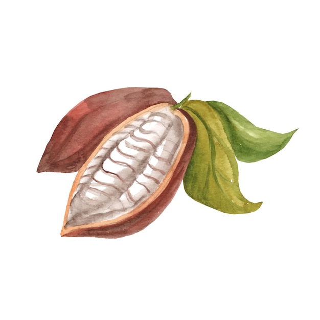 Ilustración acuarela de granos de cacao en una rama