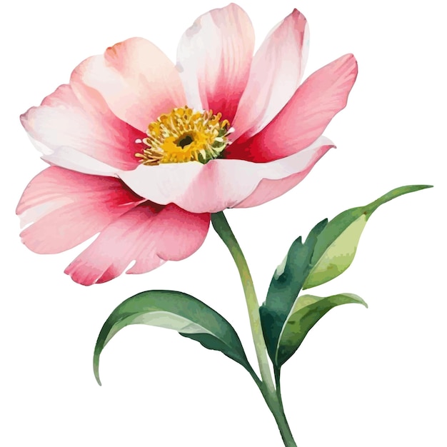 Ilustración en acuarela de una hermosa flor rosa