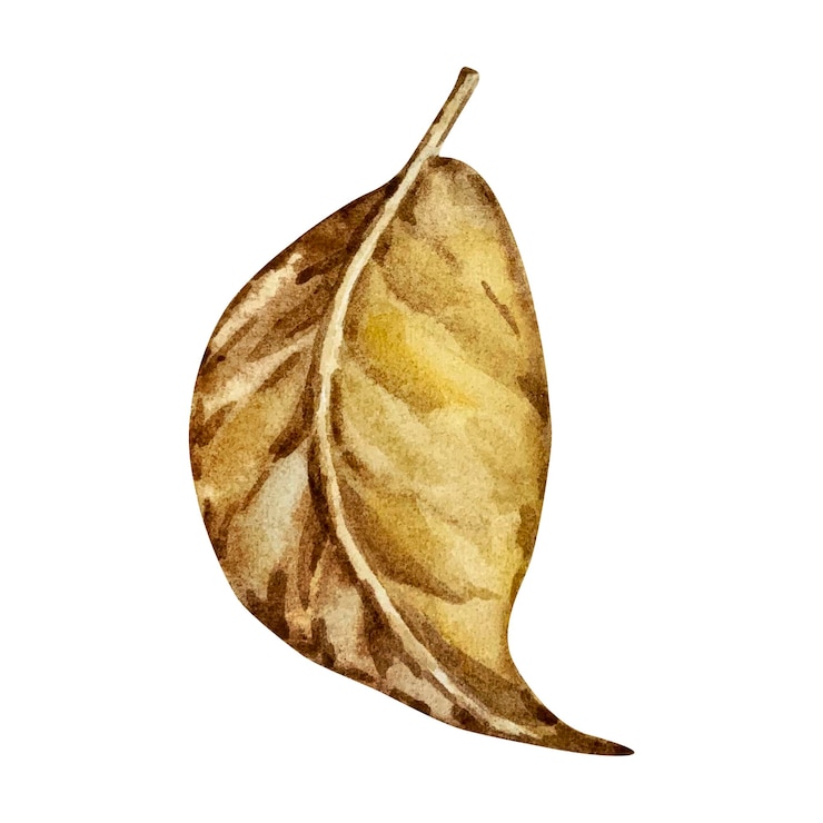 Vector ilustración acuarela de hoja de otoño