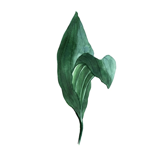 Ilustración acuarela de hoja de zapatilla de dama