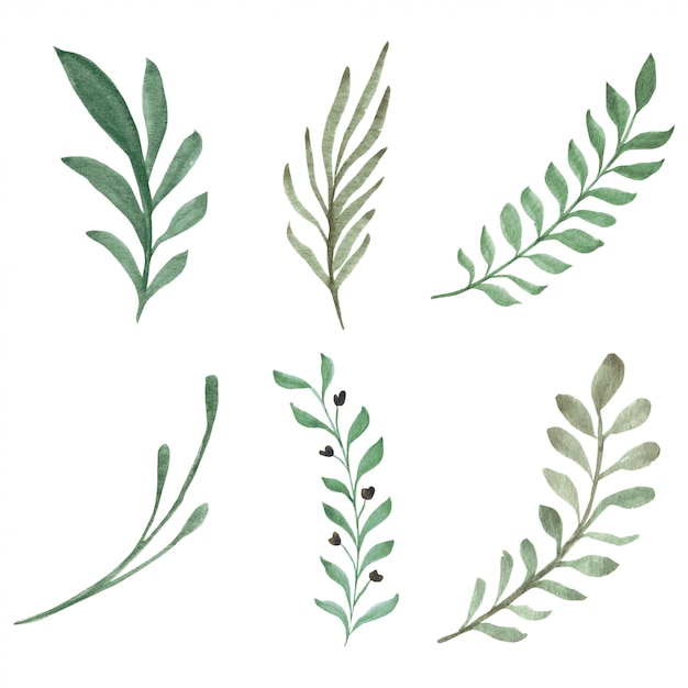 Ilustración acuarela de hojas y elementos florales