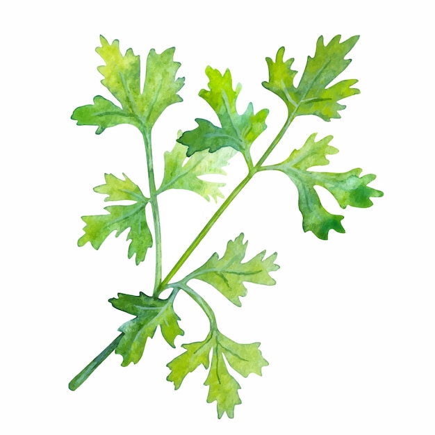 Ilustración acuarela de hojas de perejil sobre un fondo blanco.