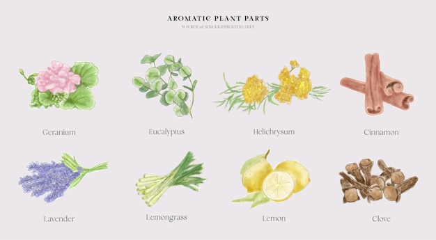 Ilustración acuarela de ingredientes de aceite esencial únicos compuestos por partes de plantas aromáticas-2