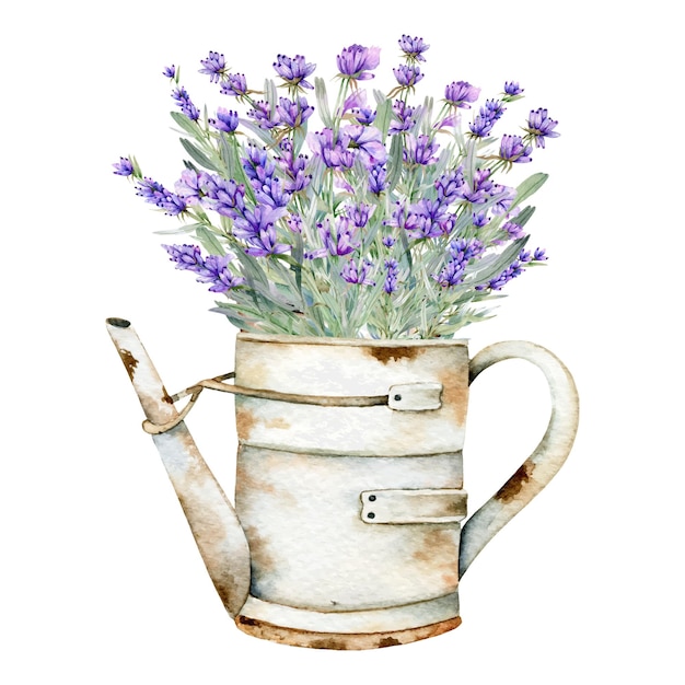 Ilustración Acuarela Lavanda Hierbas Provenzales