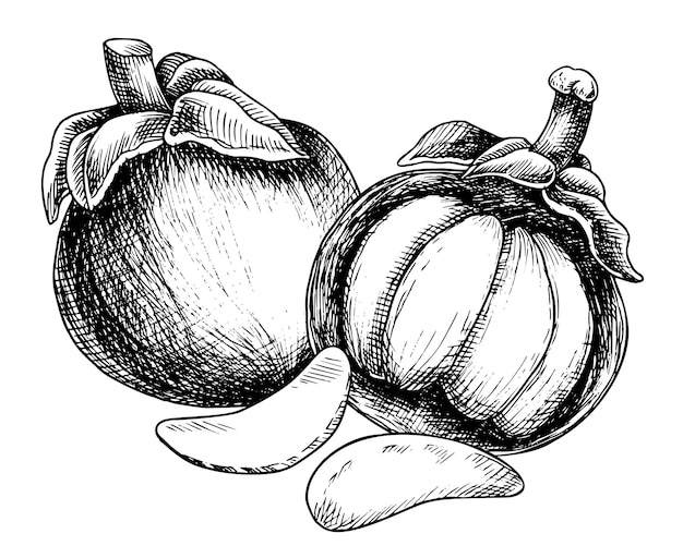 Ilustración en acuarela de mangosteen Esbozo dibujado a mano de frutas tropicales exóticas en un fondo aislado Dibujado de comida asiática con garcinia y rebanadas jugosas Esbozo de mangostana para el diseño del menú