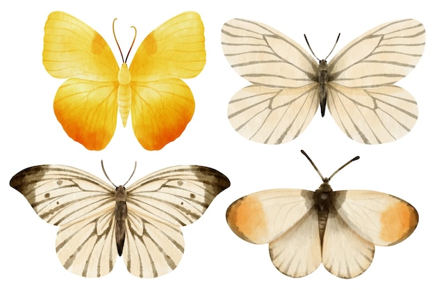 Vector ilustración de acuarela de mariposa para elemento decorativo