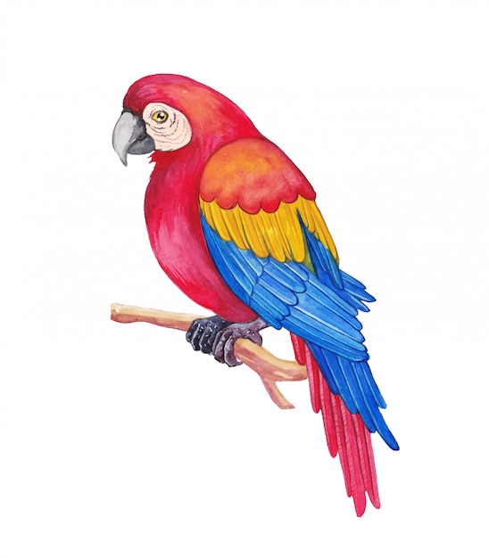 Ilustración acuarela de pájaro guacamaya roja