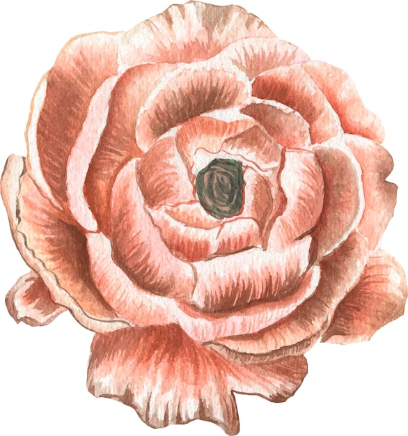 Ilustración acuarela de peonía.