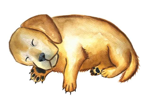 Ilustración acuarela de perro durmiendo